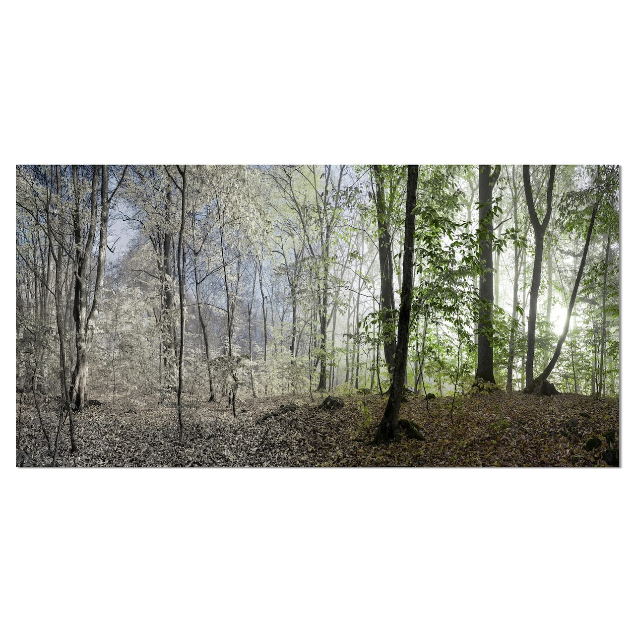 Designart - Green Morning in Forest Panorama - Landscape Canvas Art Print